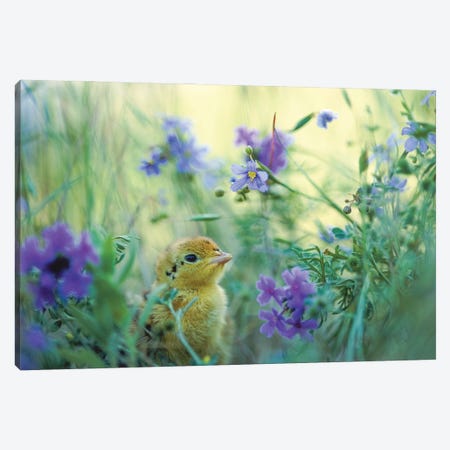 An Attwater's Prairie Chick Surrounded By Wildflowers Canvas Print #SRR230} by Joel Sartore Canvas Print