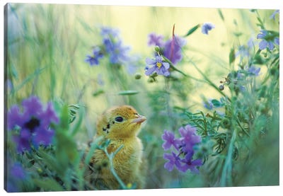 An Attwater's Prairie Chick Surrounded By Wildflowers Canvas Art Print - Joel Sartore
