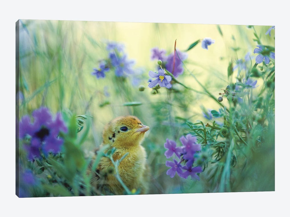 An Attwater's Prairie Chick Surrounded By Wildflowers by Joel Sartore 1-piece Canvas Wall Art