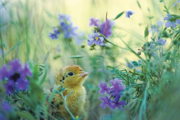 Baby Animals: An Attwater's Prairie Chick Surrounded By Wildflowers by Joel Sartore