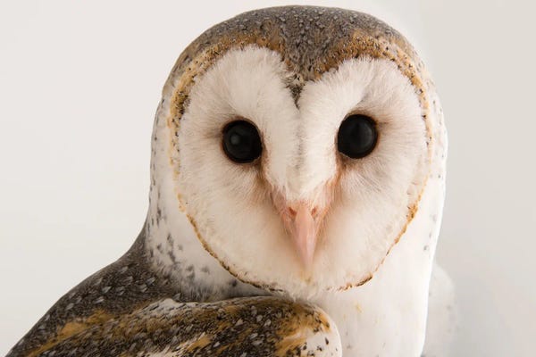 Joel Sartore: An Australian Barn-Owl At Healesville Sanctuary by Joel Sartore