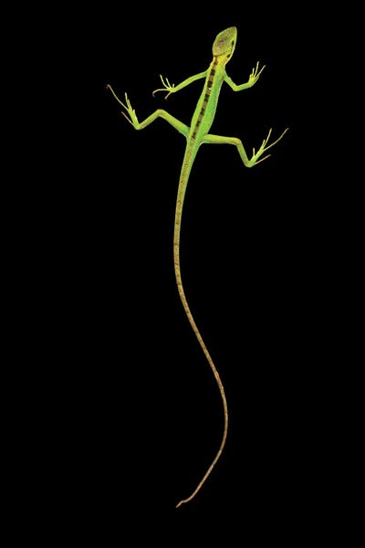 Joel Sartore: An Eastern Casquehead Iguana At The Plzen Zoo by Joel Sartore