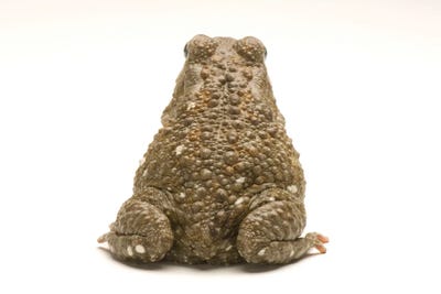 An Egyptian Or Square-Marked Toad At The National Mississippi River Museum And Aquarium by Joel Sartore gallery poster