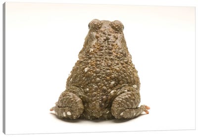 An Egyptian Or Square-Marked Toad At The National Mississippi River Museum And Aquarium Canvas Art Print - Joel Sartore