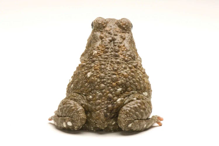 An Egyptian Or Square-Marked Toad At The National Mississippi River Museum And Aquarium