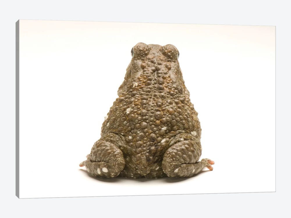 An Egyptian Or Square-Marked Toad At The National Mississippi River Museum And Aquarium by Joel Sartore 1-piece Canvas Print