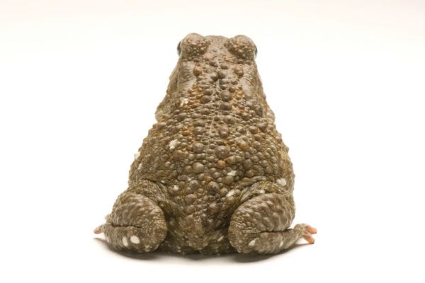 Frogs: An Egyptian Or Square-Marked Toad At The National Mississippi River Museum And Aquarium by Joel Sartore