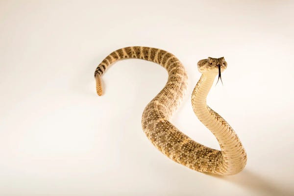 Snakes: An El Muerto Island Rattlesnake At The Arizona-Sonora Desert Museum by Joel Sartore
