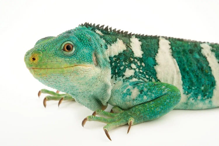 An Endangered And Federally Endangered Fiji Island Banded Iguana At The Los Angeles Zoo