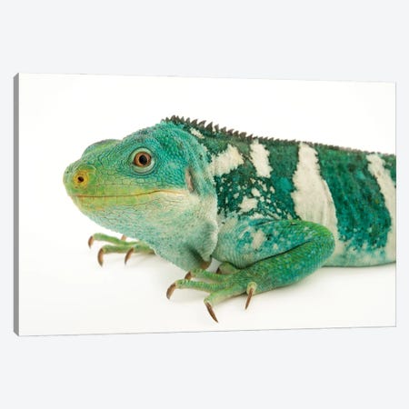 An Endangered And Federally Endangered Fiji Island Banded Iguana At The Los Angeles Zoo Canvas Print #SRR235} by Joel Sartore Canvas Wall Art