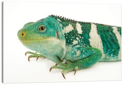 An Endangered And Federally Endangered Fiji Island Banded Iguana At The Los Angeles Zoo Canvas Art Print - Iguanas