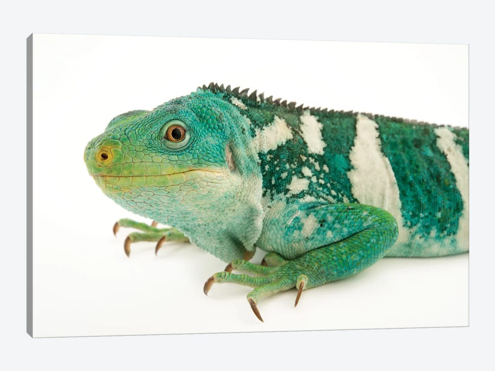 An Endangered And Federally Endangered Fiji Island Banded Iguana At The Los Angeles Zoo by Joel Sartore 1-piece Canvas Art Print
