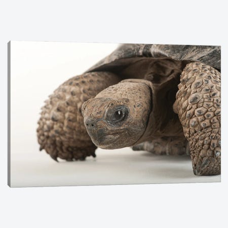 An Endangered And Federally Endangered Galapagos Tortoise At The Lincoln Children's Zoo Canvas Print #SRR236} by Joel Sartore Canvas Wall Art