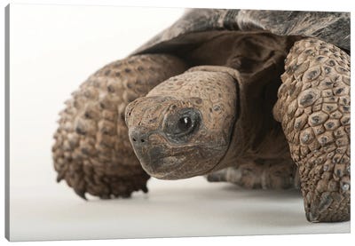An Endangered And Federally Endangered Galapagos Tortoise At The Lincoln Children's Zoo Canvas Art Print - Joel Sartore