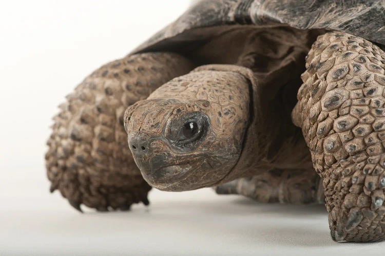 An Endangered And Federally Endangered Galapagos Tortoise At The Lincoln Children's Zoo