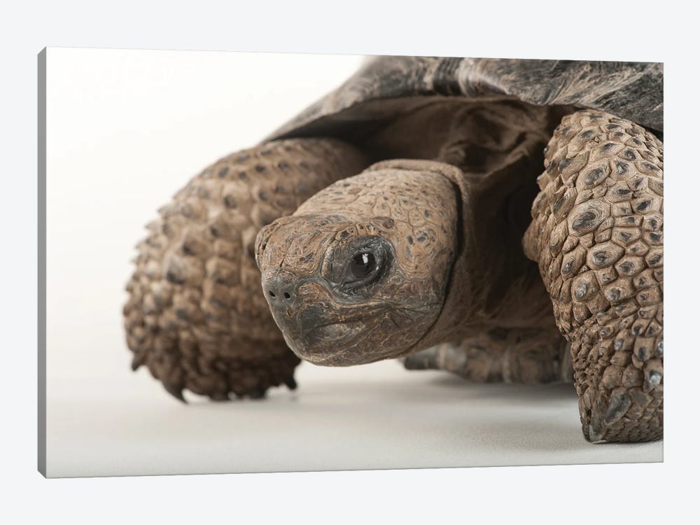 An Endangered And Federally Endangered Galapagos Tortoise At The Lincoln Children's Zoo by Joel Sartore 1-piece Canvas Artwork