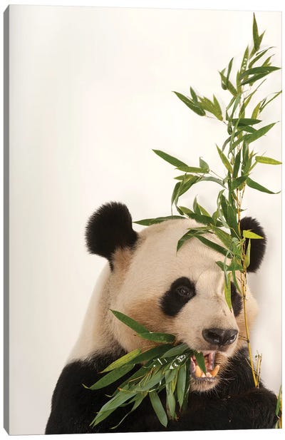 An Endangered And Federally Endangered Giant Panda At Zoo Atlanta Canvas Art Print - Joel Sartore