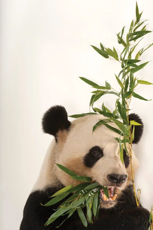 An Endangered And Federally Endangered Giant Panda At Zoo Atlanta