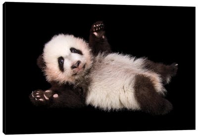 An Endangered And Federally Endangered Giant Panda Cub At Zoo Atlanta Canvas Art Print - Joel Sartore