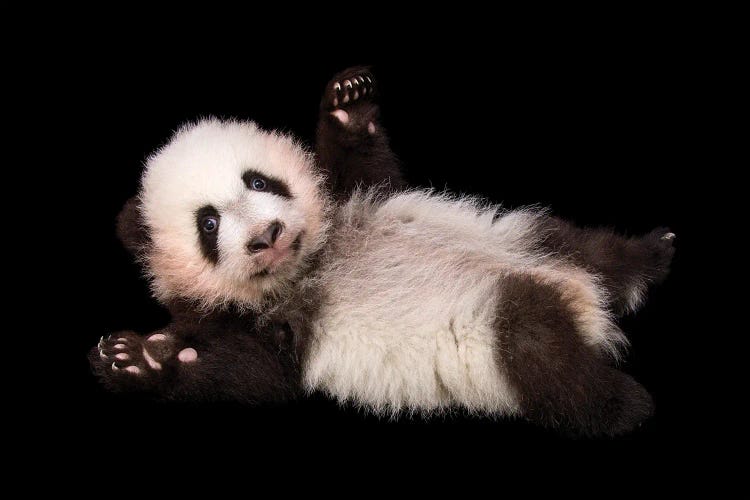 An Endangered And Federally Endangered Giant Panda Cub At Zoo Atlanta