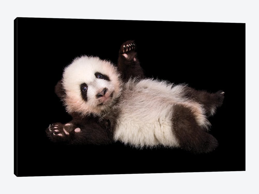 An Endangered And Federally Endangered Giant Panda Cub At Zoo Atlanta by Joel Sartore 1-piece Canvas Artwork