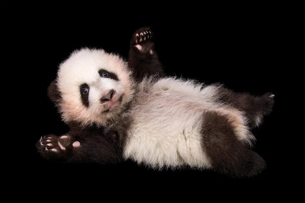 Animal Rights: An Endangered Giant Panda Cub At Zoo Atlanta by Joel Sartore