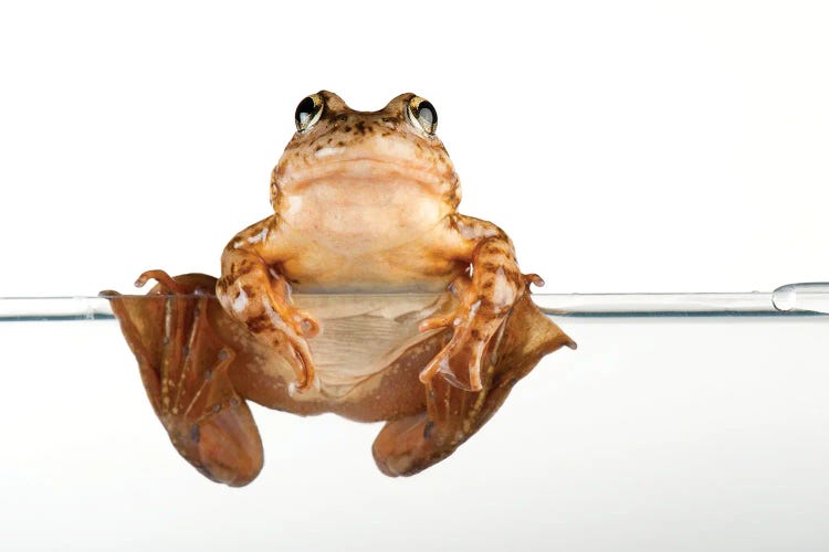 An Endangered Mountain Yellow-Legged Frog At The Vrendenberg Lab