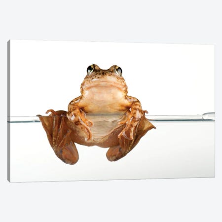 An Endangered And Federally Endangered Mountain Yellow-Legged Frog At The Vrendenberg Lab Canvas Print #SRR239} by Joel Sartore Canvas Art Print