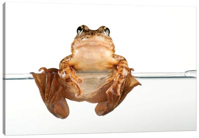 An Endangered And Federally Endangered Mountain Yellow-Legged Frog At The Vrendenberg Lab Canvas Art Print - Joel Sartore