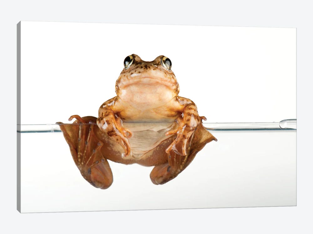 An Endangered And Federally Endangered Mountain Yellow-Legged Frog At The Vrendenberg Lab by Joel Sartore 1-piece Canvas Art Print