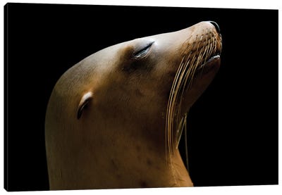A California Sea Lion At The Houston Zoo Canvas Art Print - Marine Life Conservation