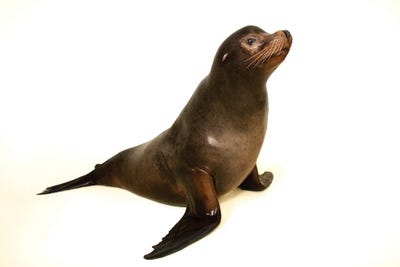 A California Sea Lion At The Indianapolis Zoo This Animal Is Named Diego by Joel Sartore framed canvas print