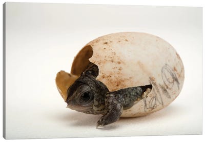 An Endangered Aquatic Box Turtle Hatchling Hatchling At The Gladys Porter Zoo In Brownsville, Texas Canvas Art Print - Joel Sartore