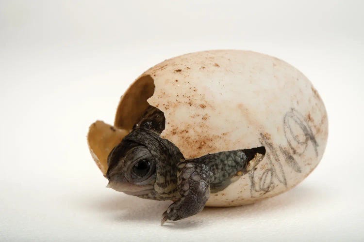 An Endangered Aquatic Box Turtle Hatchling Hatchling At The Gladys Porter Zoo In Brownsville, Texas