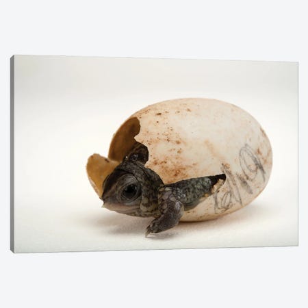 An Endangered Aquatic Box Turtle Hatchling Hatchling At The Gladys Porter Zoo In Brownsville, Texas Canvas Print #SRR241} by Joel Sartore Canvas Art