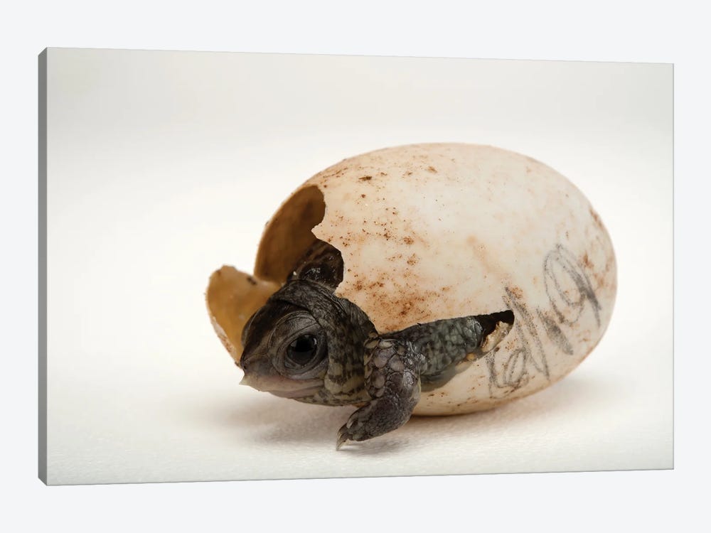 An Endangered Aquatic Box Turtle Hatchling Hatchling At The Gladys Porter Zoo In Brownsville, Texas by Joel Sartore 1-piece Canvas Wall Art