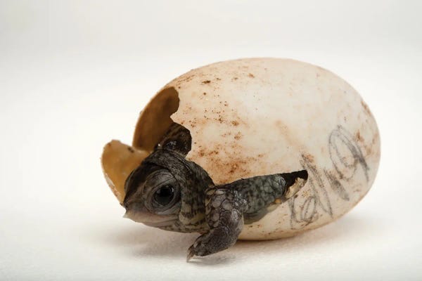 Joel Sartore: An Endangered Aquatic Box Turtle Hatchling Hatchling At The Gladys Porter Zoo In Brownsville, Texas by Joel Sartore