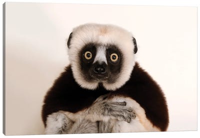 An Endangered Coquerel's Sifaka At The Houston Zoo Canvas Art Print - Primate Art