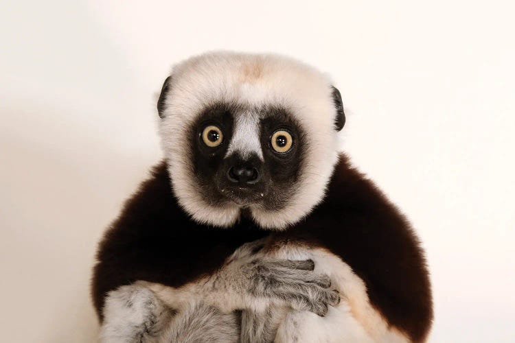 An Endangered Coquerel's Sifaka At The Houston Zoo