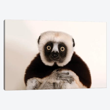 An Endangered Coquerel's Sifaka At The Houston Zoo Canvas Print #SRR243} by Joel Sartore Canvas Artwork