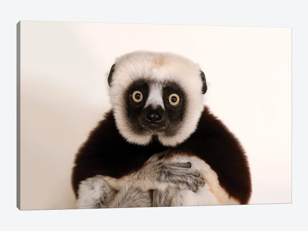 An Endangered Coquerel's Sifaka At The Houston Zoo by Joel Sartore 1-piece Canvas Artwork