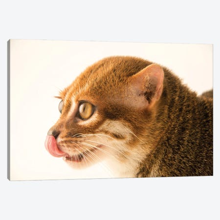 An Endangered Flat-Headed Cat At The Taiping Zoo Canvas Print #SRR244} by Joel Sartore Canvas Print