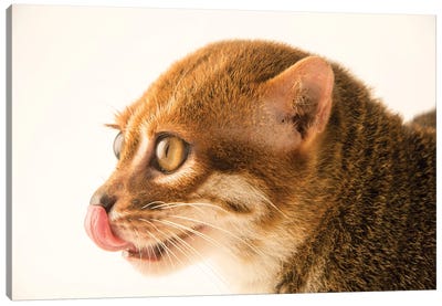 An Endangered Flat-Headed Cat At The Taiping Zoo Canvas Art Print - Wildlife Conservation Art
