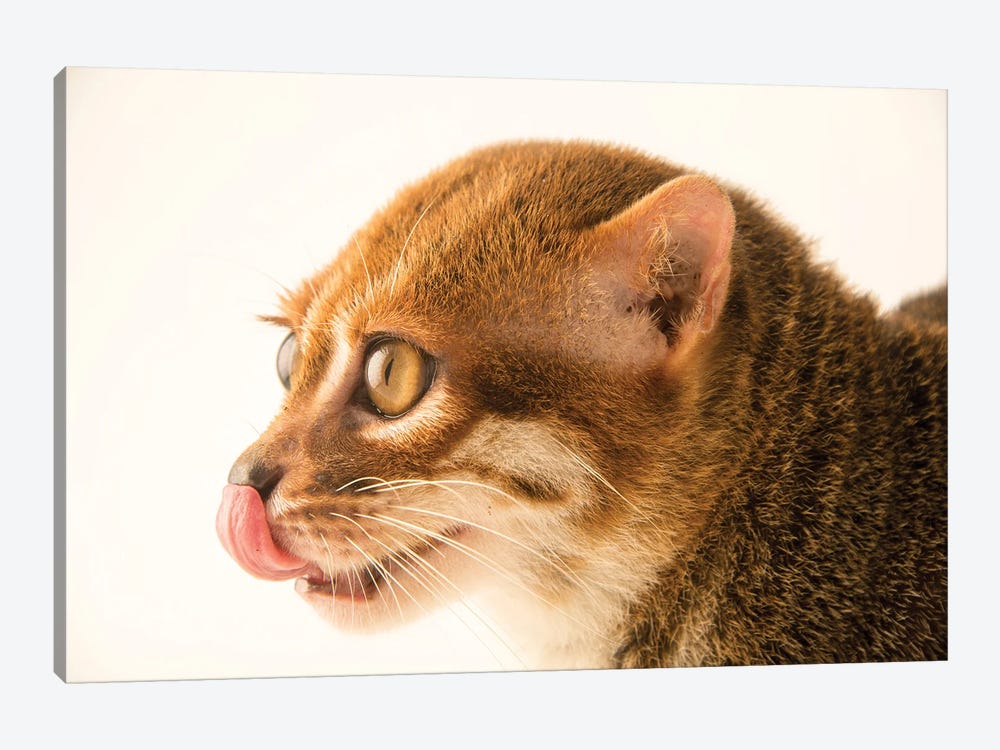 An Endangered Flat-Headed Cat At The Taiping Zoo by Joel Sartore 1-piece Canvas Print
