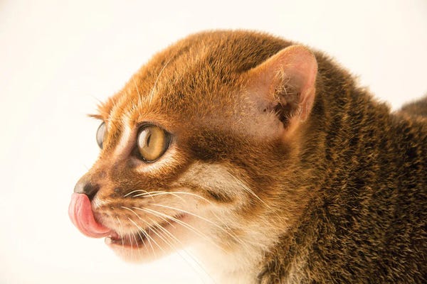 Joel Sartore: An Endangered Flat-Headed Cat At The Taiping Zoo by Joel Sartore