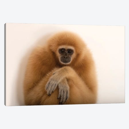An Endangered Lar Gibbon At The Gladys Porter Zoo In Brownsville, Texas Canvas Print #SRR245} by Joel Sartore Art Print
