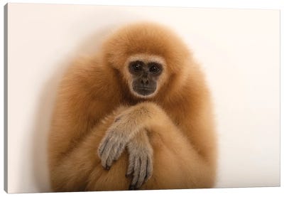 An Endangered Lar Gibbon At The Gladys Porter Zoo In Brownsville, Texas Canvas Art Print - Wildlife Conservation Art