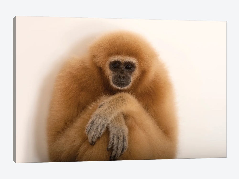 An Endangered Lar Gibbon At The Gladys Porter Zoo In Brownsville, Texas by Joel Sartore 1-piece Canvas Art