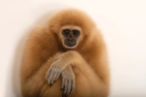 Joel Sartore: An Endangered Lar Gibbon At The Gladys Porter Zoo In Brownsville, Texas by Joel Sartore