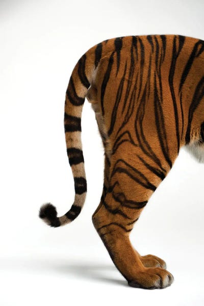 Animal Rights: An Endangered Malayan Tiger I At Omaha's Henry Doorly Zoo And Aquarium by Joel Sartore